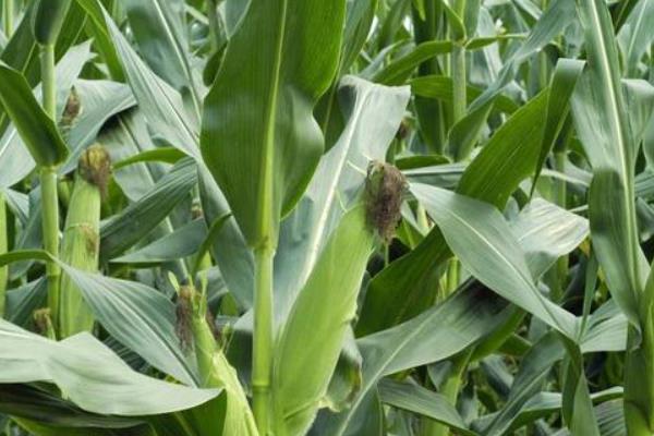 富尔898玉米种简介，拔节期追施尿素每亩15千克