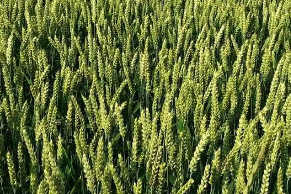 润垚626小麦种子简介，高肥水田适当降低播种量