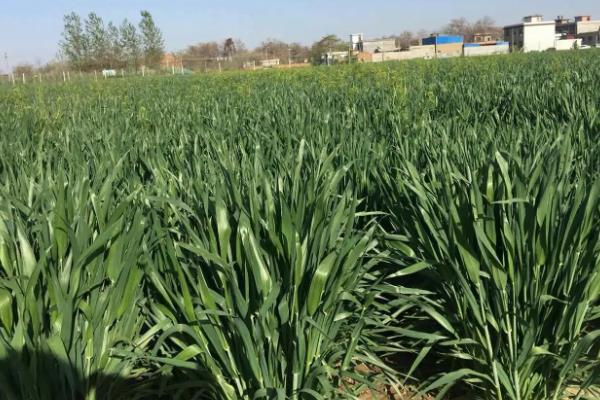 润垚626小麦种子简介，高肥水田适当降低播种量