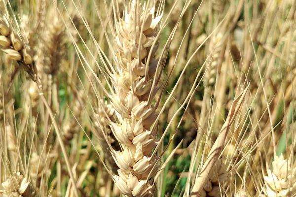 粮源麦2号小麦种子特征特性，扬花期用多菌灵防治小麦赤霉病