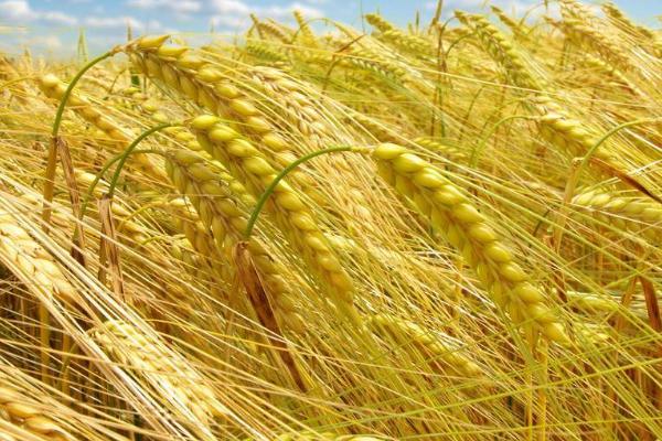 秋乐6号小麦品种的特性，中抗条锈病