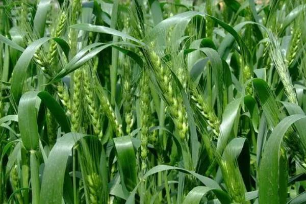 秋乐6号小麦品种的特性，中抗条锈病