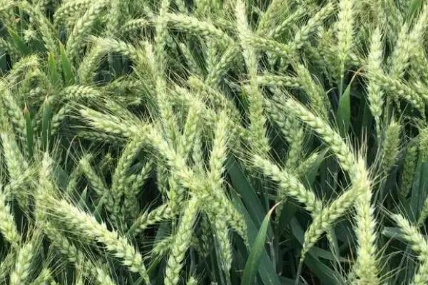 日辉1510小麦种子特征特性，4.适宜播种期