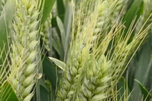 京麦183小麦种子特点，每亩15kg尿素