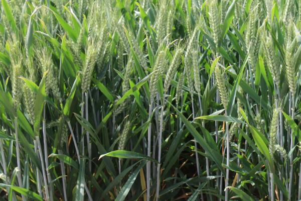 濮麦168小麦种子介绍，适宜播种期10月上中旬