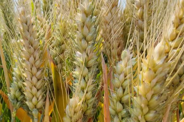 漯麦163小麦种简介，每亩适宜基本苗18万