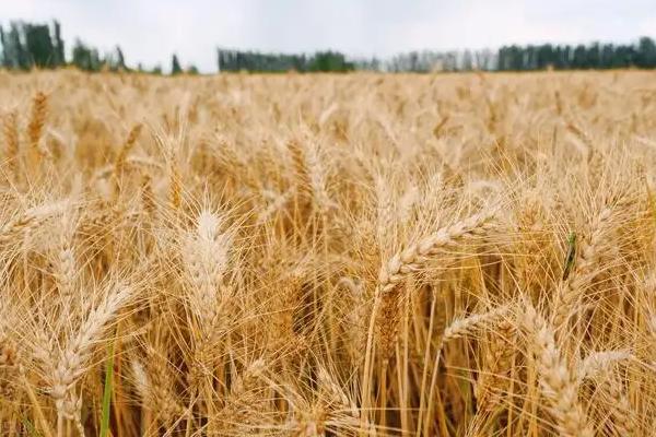 京麦183小麦种子特点，每亩15kg尿素