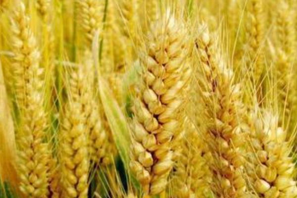 漯麦163小麦种简介，每亩适宜基本苗18万