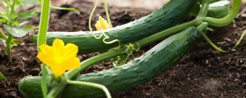 2月份适合种植的蔬菜，常见的有黄瓜、胡萝卜、菠菜等