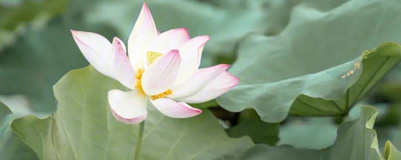 荷花是什么季节花卉，在6-9月份开放