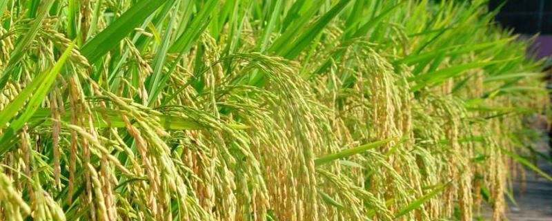 五乡优广丝苗水稻种子介绍，6月20－23日播种