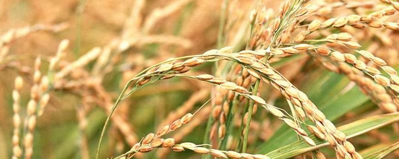 华浙优336水稻种子特征特性，栽插密度亩栽5－10万穴