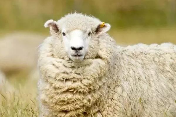 羊不吃草的解决办法，一定要根据病因治疗