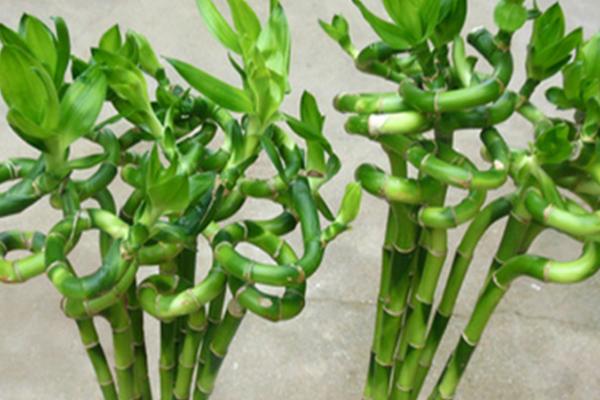 富贵竹是什么植物，是多年生常绿小乔木