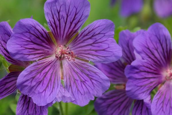 天竺葵的花语，花语与颜色、种类有关