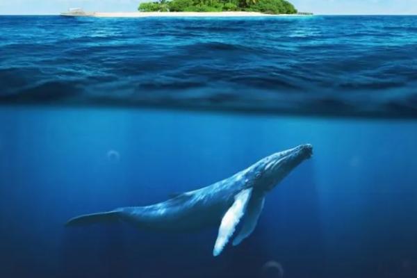 什么是鲸落，是指鲸鱼死亡后落入深渊或洋盆中