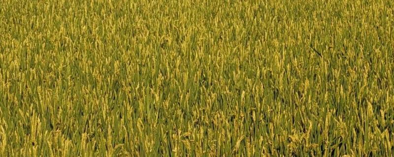 中浙优15水稻种子简介，一般亩种田播种量5－10千克