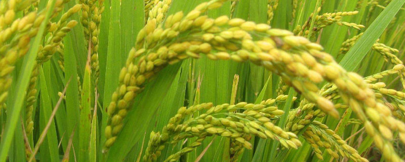 韵两优1949水稻种子特点，重点防治稻瘟病和白叶枯病