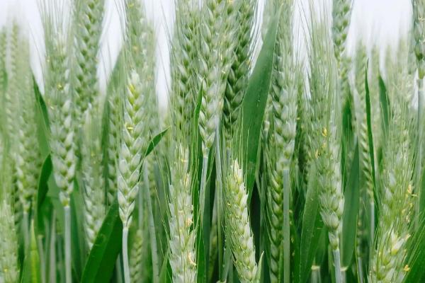 临蓝麦1号小麦种子简介，适宜播期10月5日～20日