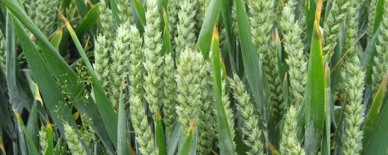 临紫麦1号小麦品种简介，每亩基本苗15-18万