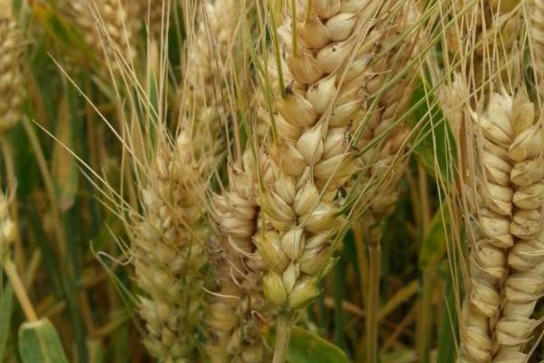精华麦303小麦种简介，每亩基本苗15-18万