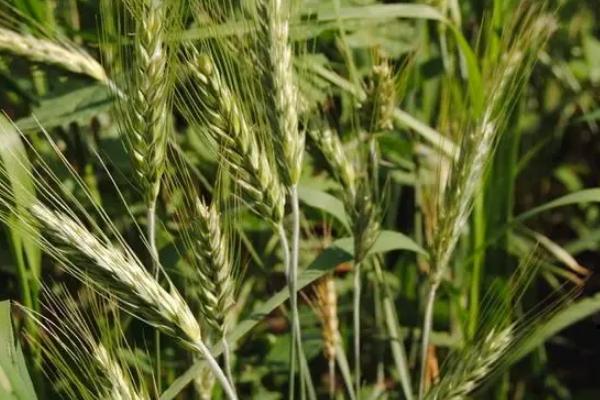 山农67小麦品种的特性，适宜播期10月7日～15日