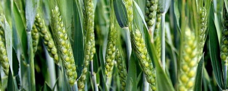 山农64小麦种子特点，适宜播期10月上旬