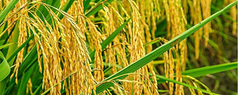 亚两优黄莉占水稻品种的特性，每亩秧田播种量8－10千克