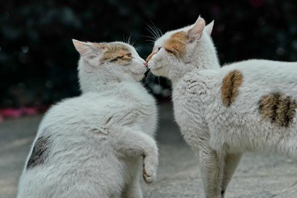 收养流浪猫的步骤，首先需要观察环境及其身体状况