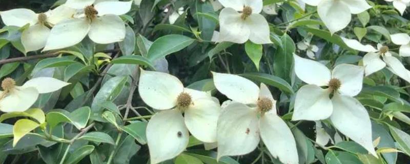 dogwood是指什么树，是指四照花