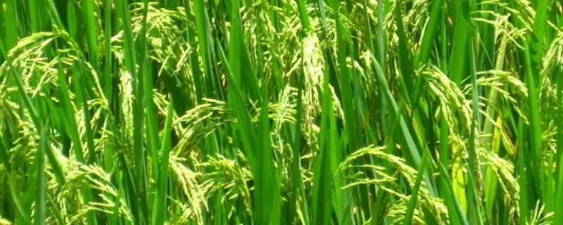 荟丰优533水稻品种简介，播种前要用强氯精搞好种子消毒