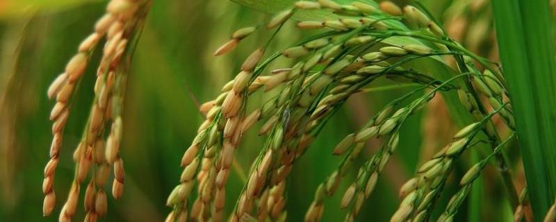 科两优88水稻品种简介，每亩有效穗数16.5万穗