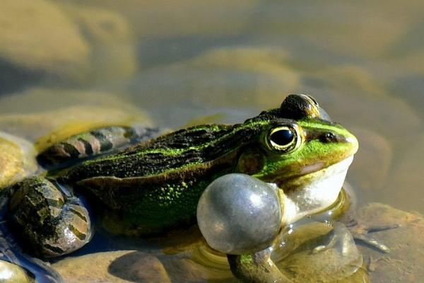 青蛙还叫什么，又被称为蛙、蛤蟆、田鸡、蛙子等