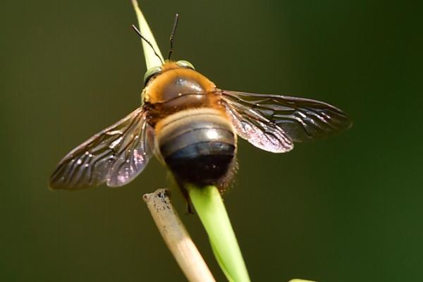木蜂的种类，常见的有中华木蜂、竹木蜂、长木蜂等