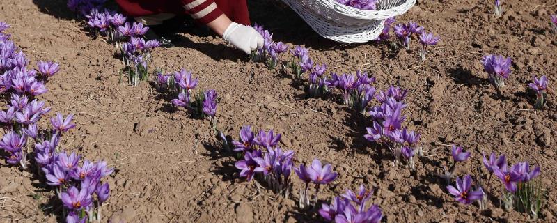 藏红花如何种植，播种通常是在8-9月进行