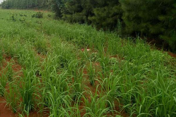 荃优967水稻品种的特性，每亩秧田播种量不超过15千克