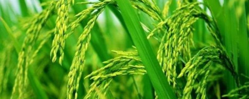 荃优967水稻品种的特性，每亩秧田播种量不超过15千克