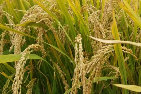 隆两优5438水稻种简介，每亩有效穗数15.3万穗