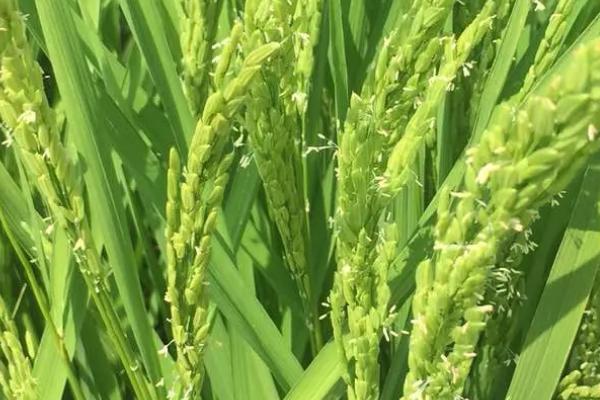 韵两优丝占水稻品种简介，每亩有效穗数16.9万穗