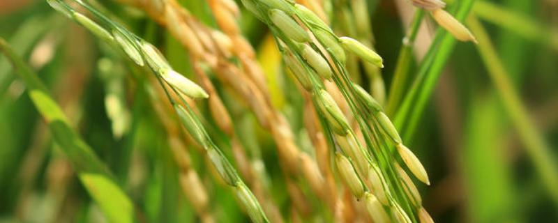 赣优735水稻种子特点，全生育期151.6天