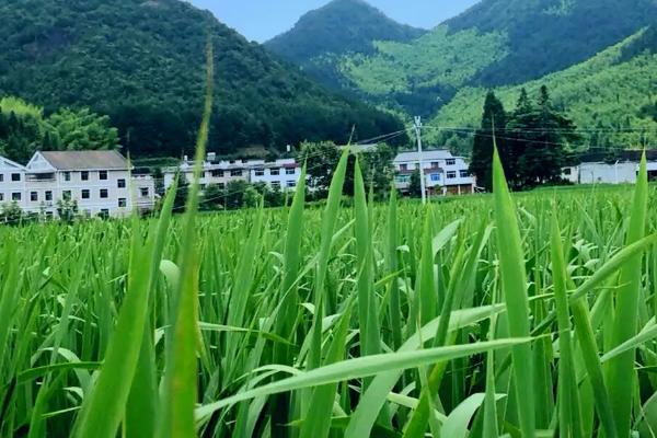 茭白的种植和管理方法，通常在4月至5月上旬定植