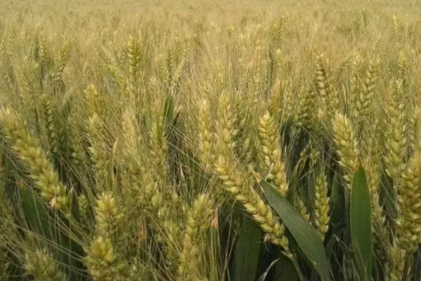 农麦55小麦品种简介，每亩有效穗38.0万