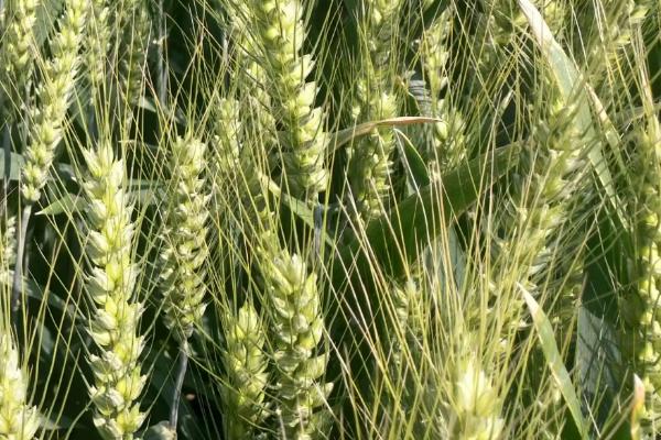 扬辐麦15小麦品种的特性，高抗白粉病