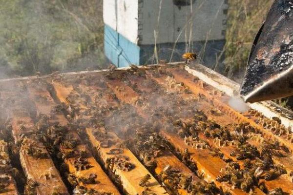 蜜蜂大肚病用什么药，选择病毒灵和多酶片等效果好