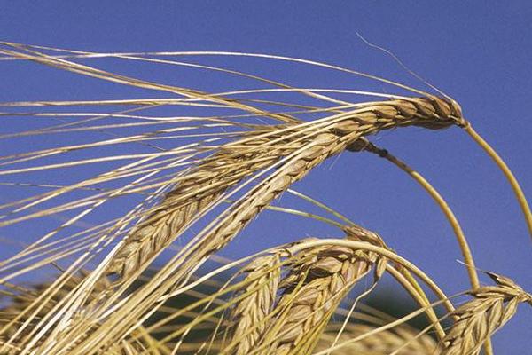 淮麦608小麦种子特征特性，适宜播期10月10日-25日