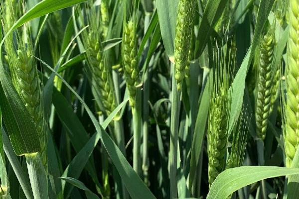 宿4128小麦种子介绍，每亩16－20万基本苗