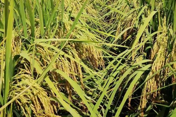 金粳糯6288水稻种子简介，全生育期为152.0天