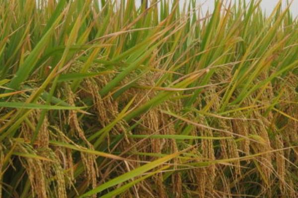 裕禾丝苗水稻品种的特性，中籼常规水稻品种