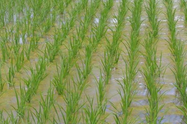 扬籼优918水稻种子特点，属三系杂交中籼稻品种