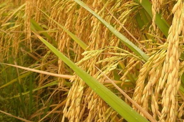 裕禾丝苗水稻品种的特性，中籼常规水稻品种
